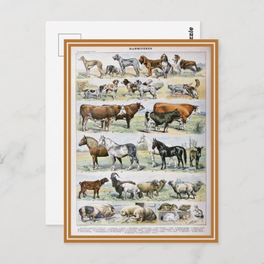 Bild von Säugetier-Wörterbüchern Postkarte (Vorne/Hinten)