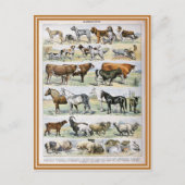 Bild von Säugetier-Wörterbüchern Postkarte (Vorderseite)