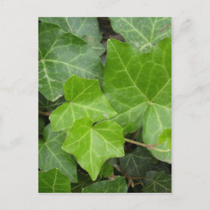 Bilder der Muschel Postkarte