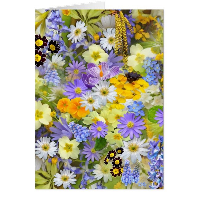 bilder mit Blumen (Vorne)