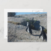 Bilder von Cape Town Boulders Beach Postkarte (Vorne/Hinten)