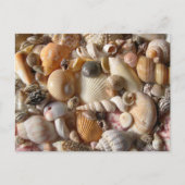 Bilder von Seashells Fotografie Postkarte (Vorderseite)