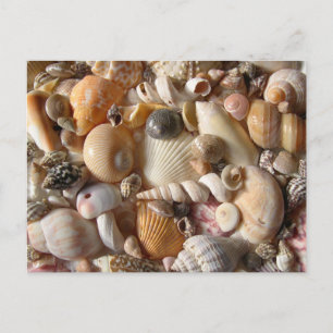 Bilder von Seashells Fotografie Postkarte