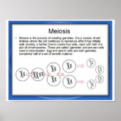 Bildung, Wissenschaft, Meiose Poster (Vorne)