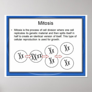 Bildung, Wissenschaft, Mitose Poster
