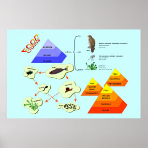 Bildung, Wissenschaft, Nahrungskette Poster
