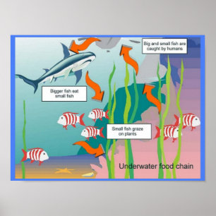 Bildung, Wissenschaft, Unterwasser-Nahrungskette Poster
