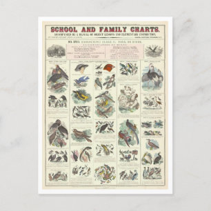 Bildungstabelle für Vogelarten Postkarte