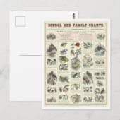 Bildungstabelle für Vogelarten Postkarte (Vorne/Hinten)