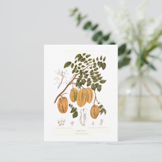 Bilimbi Postkarte (Stehend Vorderseite)