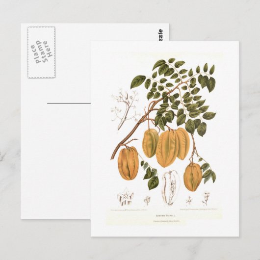 Bilimbi Postkarte (Vorne/Hinten)