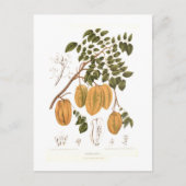 Bilimbi Postkarte (Vorderseite)