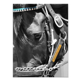 Bill Mott Racing Stables Fotodruck