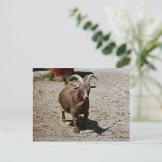 Bill Postkarte (Stehend Vorderseite)