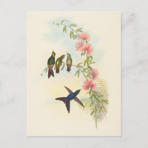 Billardschnabel   John Gould Postkarte