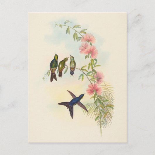 Billardschnabel | John Gould Postkarte (Vorderseite)