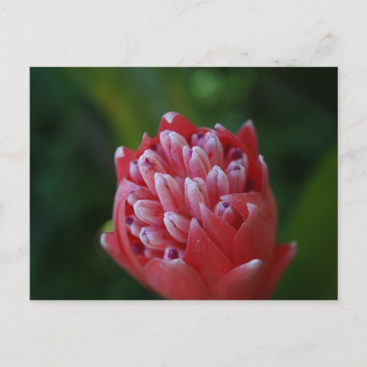 Billbergia Bromeliad Postkarte (Vorderseite)