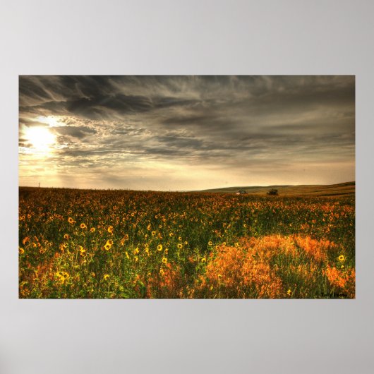 Bills Blume Poster (Vorne)