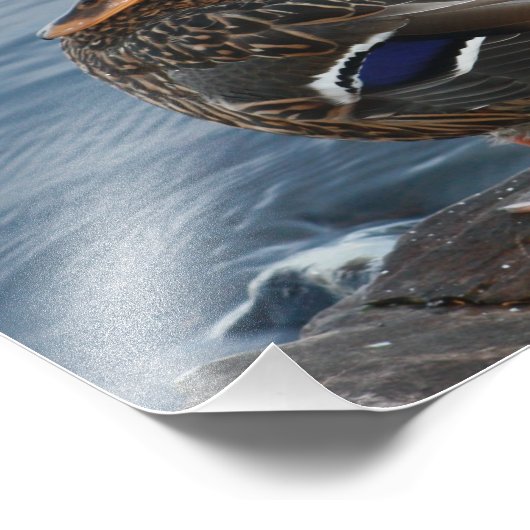 Bill's Duck Fotodruck (Ecke)