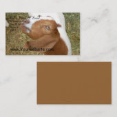 Bills füttern u. säen visitenkarte (Vorne/Hinten)