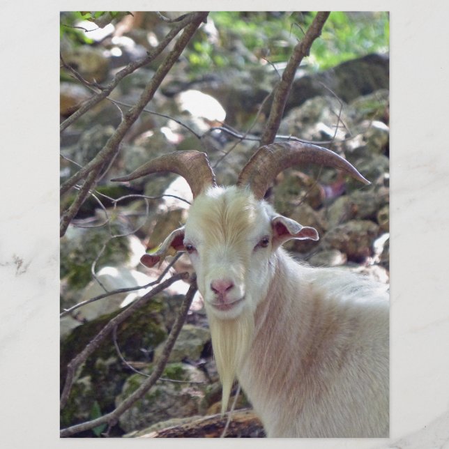 Billy Goat (Vorderseite)