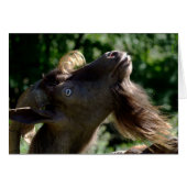 Billy Goat (Vorderseite (Horizontal))