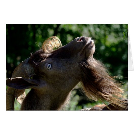 Billy Goat (Vorderseite (Horizontal))