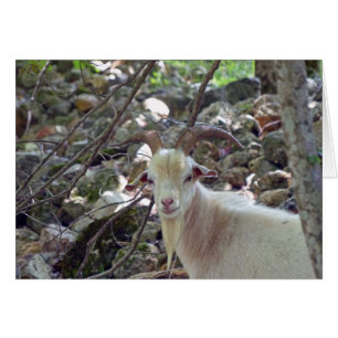 Billy Goat