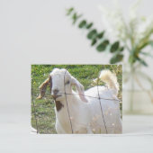 Billy Goat 2 Postkarte (Stehend Vorderseite)