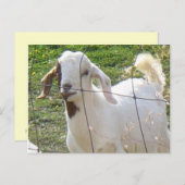 Billy Goat 2 Postkarte (Vorne/Hinten)