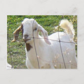 Billy Goat 2 Postkarte (Vorderseite)