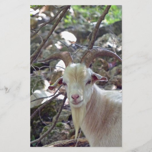Billy Goat Briefpapier (Vorderseite)
