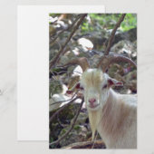 Billy Goat Briefpapier (Vorne/Hinten)