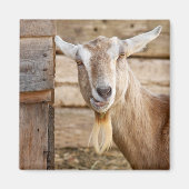 Billy Goat Eating Magnet (Vorne)