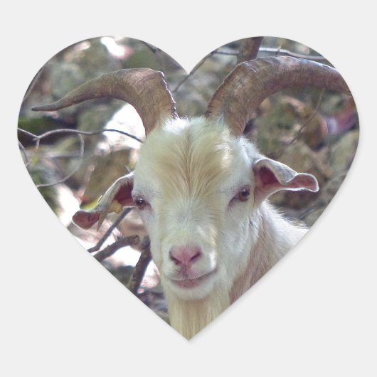 Billy Goat Herz-Aufkleber (Vorderseite)