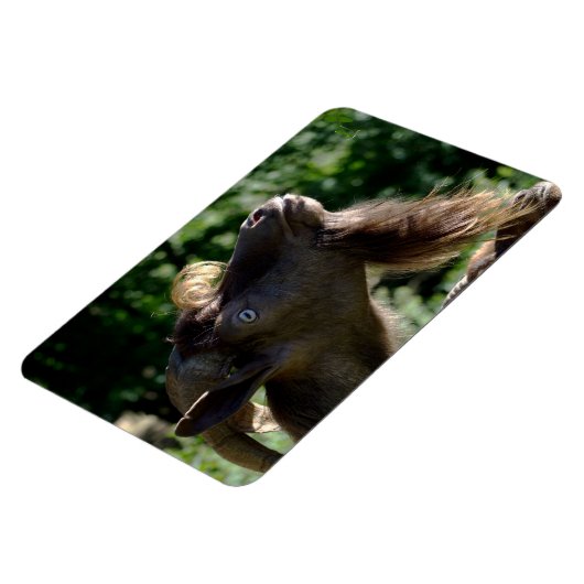 Billy Goat Magnet (Linke Seite)