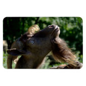 Billy Goat Magnet (Horizontal)