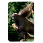 Billy Goat Magnet (Vertikal)