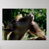 Billy Goat Poster (Vorne)