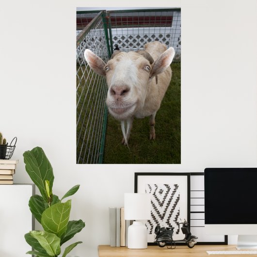 Billy Goat Poster (Heimbüro)