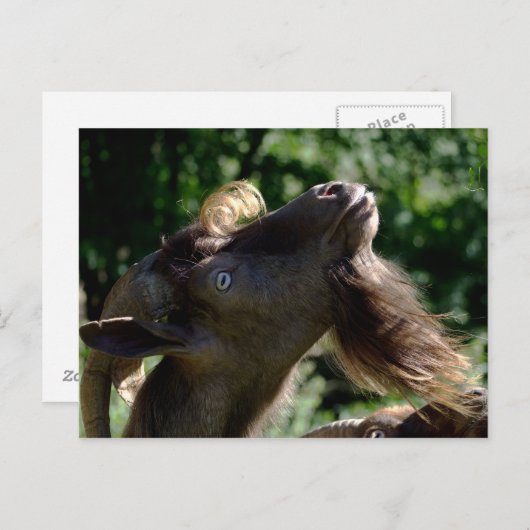 Billy Goat Postkarte (Vorne/Hinten)