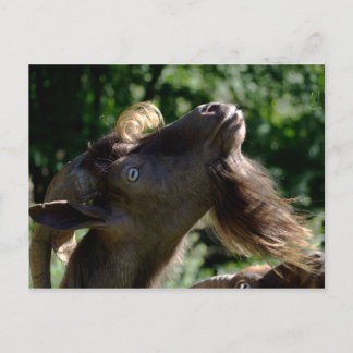 Billy Goat Postkarte