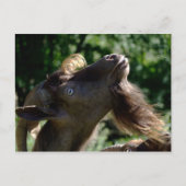 Billy Goat Postkarte (Vorderseite)