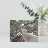 Billy Goat Postkarte (Stehend Vorderseite)
