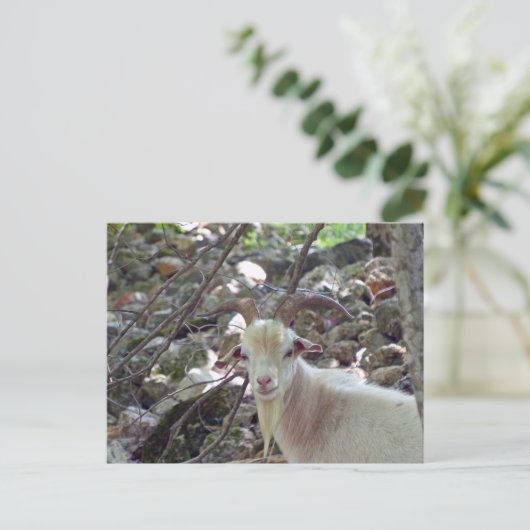 Billy Goat Postkarte (Stehend Vorderseite)