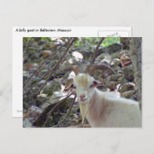 Billy Goat Postkarte (Vorne/Hinten)