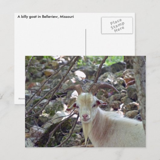 Billy Goat Postkarte (Vorne/Hinten)