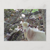 Billy Goat Postkarte (Vorderseite)