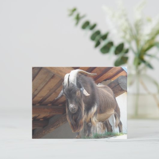 Billy Goat Postkarte (Stehend Vorderseite)