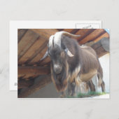 Billy Goat Postkarte (Vorne/Hinten)